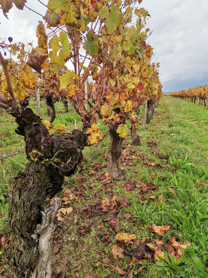 Gite " Suzon" A Peyroutas Vignonet St Emilion Bagian luar foto